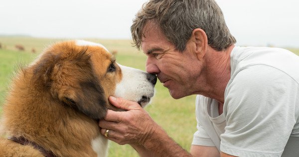 Cão de “Quatro Vidas de um Cachorro” sofre maus tratos em vídeo dos bastidores do filme